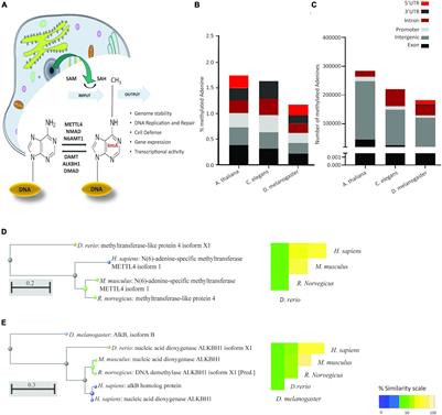 N6-Methyladenine in Eukaryotic DNA: Tissue Distribution, Early Embryo Development, and Neuronal Toxicity